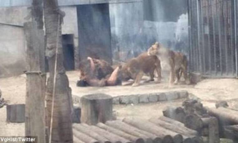 Βίντεο - σοκ: Πήδηξε γυμνός σε κλουβί με λιοντάρια για να τον… φάνε ζωντανό!