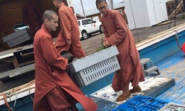 Βουδιστές μοναχοί αγόρασαν εκατοντάδες αστακούς και τους απελευθέρωσαν στον ωκεανό