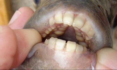 Ψάρι με «ανθρώπινα» δόντια και αδυναμία στους… όρχεις τρομοκρατεί το Μίσιγκαν