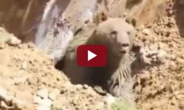 Βίντεο: Εκσκαφέας απελευθερώνει εγκλωβισμένη σε συντρίμμια αρκούδα