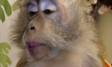 Η μαϊμού τρελαίνεται για περιποίηση ομορφιάς! (video)