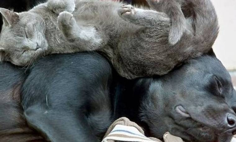 Σας σκέφτονται οι γάτες και οι σκύλοι σας όταν κοιμούνται; (pics)