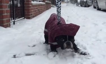 Ο σκυλάκος σιχαίνεται το χιόνι! (video)