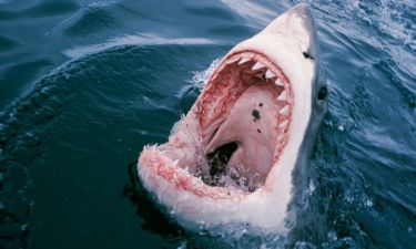 Viral: Λευκός καρχαρίας έκανε επίθεση σε σέρφερ!
