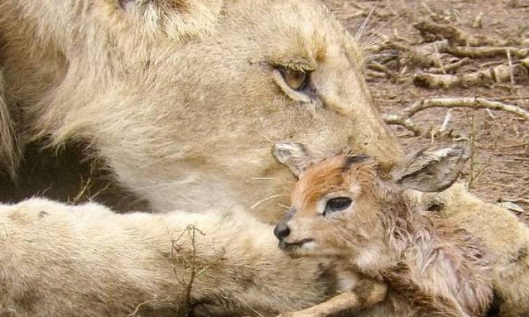 Λέαινα φροντίζει νεογέννητη αντιλόπη στο Εθνικό Πάρκο Kruger (Vid)