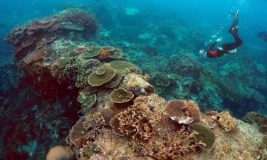 Η UNESCΟ διέγραψε τον Μεγάλο Κοραλλιογενή Ύφαλο από την λίστα κινδύνου