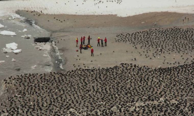 Τεράστια αποικία πιγκουίνων  εντοπίστηκε στην Ανταρκτική