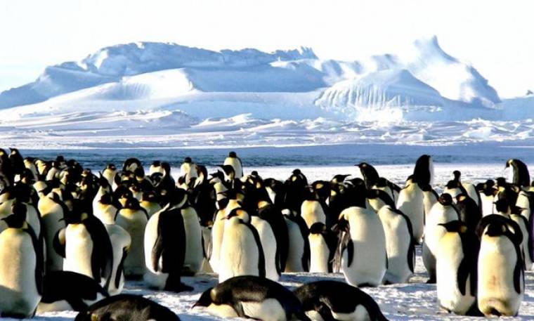 H selfie της χρονιάς μόλις βγήκε από… δύο αξιαγάπητους πιγκουίνους