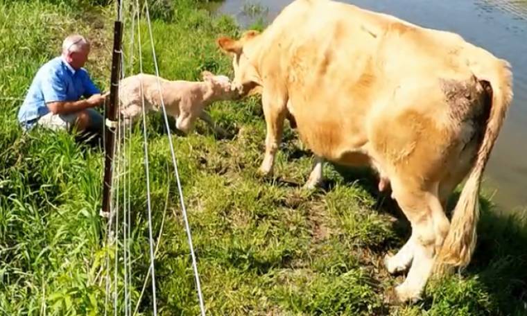 Συγκινητικό βίντεο: Αγελάδα ζητά από άνθρωπο να σώσει το μοσχαράκι της