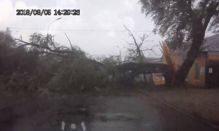 Βίντεο ΣΟΚ: Δέντρο πέφτει με δύναμη στη μέση του δρόμου (vid)