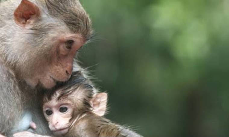 Μαϊμούδες δεν ξέρουν πώς να κρατήσουν το μικρό τους αγκαλιά (vid)