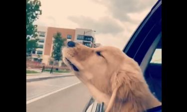 Συγκλονιστικό! Η πρώτη βόλτα ενός σκυλάκου με το αυτοκίνητο!