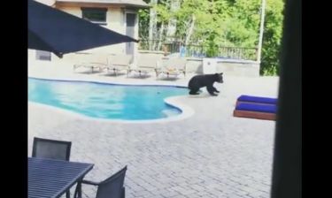 Ανάσα δροσιάς για αρκούδα! Δεν άντεχε τη ζέστη και... έκανε βουτιά στην πισίνα (vid)