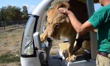 Λιοντάρι «τρελαίνεται» με τουρίστες και αρχίζει τις αγκαλιές! (vid)