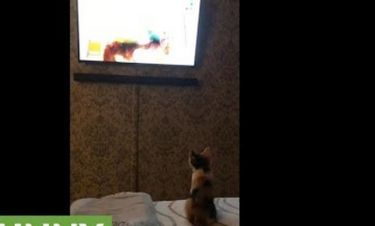 Γατάκι παρακολουθεί με μεγάλη προσοχή τηλεόραση (vid)