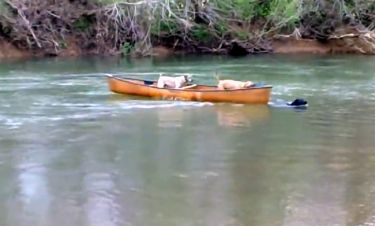 Απίστευτο: Σκύλος σώζει δύο άλλα σκυλιά που παρασύρονταν από το ποτάμι!
