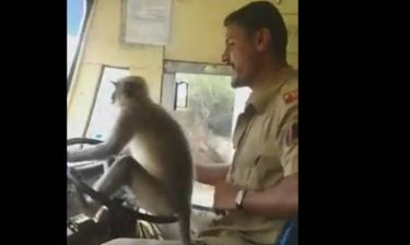 Μια μαϊμού σε ρόλο «σοφέρ» σε λεωφορείο στην Ινδία