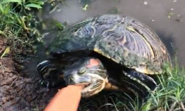 Αυτή η άγρια χελώνα βγήκε από τη λίμνη για να φάει το λουκάνικο