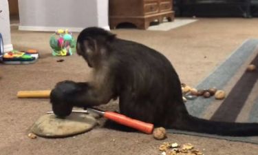 Η μαϊμού που σπάει καρύδια με… σφυρί (vid)