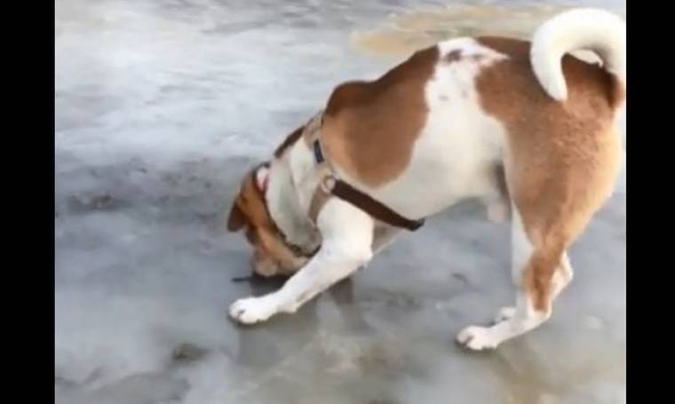 Δεν θα πιστεύετε τι προσπαθεί να κάνει αυτό το σκυλί! (Video)