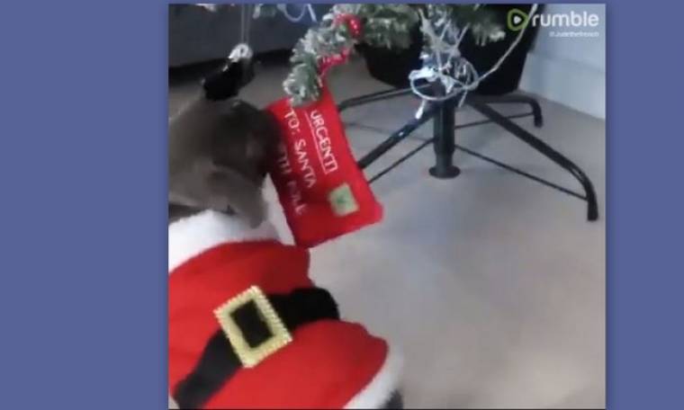 Ο σκύλος "κλέβει" τα στολίδια από το Χριστουγεννιάτικο δέντρο