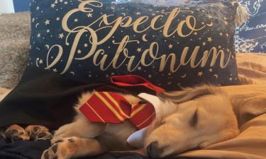 Cuteness Alert! Αξιολάτρευτος σκύλος ανταποκρίνεται σε ξόρκια του Harry Potter