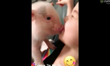Το κοριτσάκι απολαμβάνει τα φιλιά του μικρού χοίρου