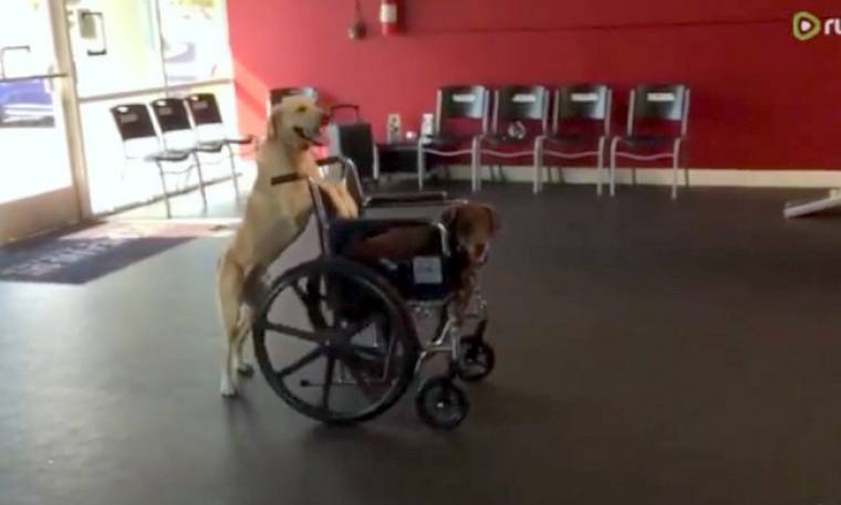 Ό,τι πιο γλυκό έχετε δει σήμερα! Σκύλος πάει βόλτα άλλο σκύλο πάνω σε αναπηρικό καροτσάκι!