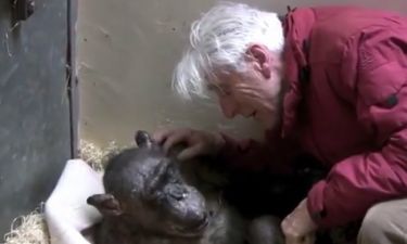 Υπερήλικας χιμπαντζής ξυπνάει από τον λήθαργο για να χαιρετήσει για τελευταία φορά τον φίλο του