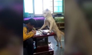 Άγρυπνος φρουρός: Σκύλος επιτηρεί μαθήτρια την ώρα που διαβάζει