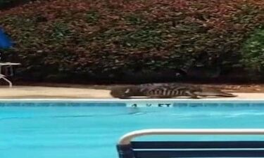Τρόμος! Τεράστιος κροκόδειλος έκανε βόλτα σε πισίνα ξενοδοχείου (photos)