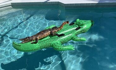 Επικό! Αλιγάτορας έκανε… όργια σε πισίνα πάνω σε πλαστικό αλιγάτορα (photos)