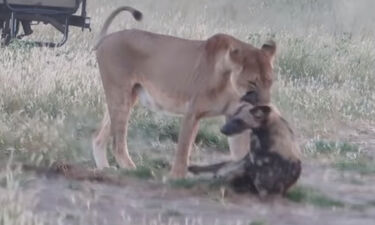 Τρομερό! Άγριος σκύλος έκανε πως ήταν νεκρός για να ξεφύγει από λιοντάρι (photos+video)