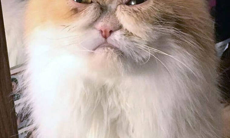 Αυτή είναι πιο θυμωμένη γάτα στον κόσμο!