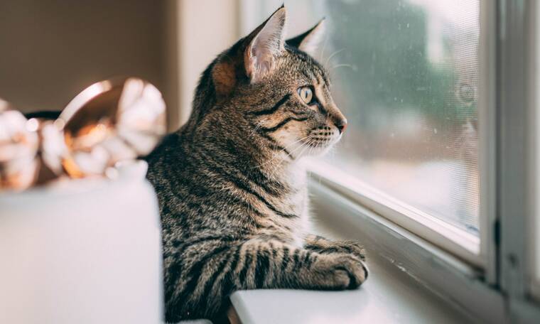 Πόσες ώρες μπορείς να αφήσεις μόνη τη γάτα σου στο σπίτι (όχι τόσες όσες νομίζεις!)