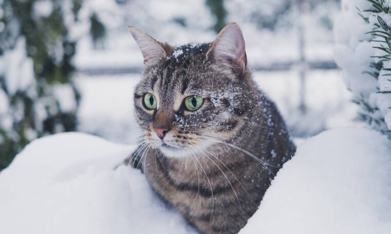 Το κρύο κάνει δυστυχισμένες τις γάτες! Πώς να κρατήσεις τη δική σου ασφαλή και ζεστή τον χειμώνα