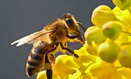 Τσίμπημα μέλισσας: Τα συμπτώματα, οι παράγοντες κινδύνου και η θεραπεία