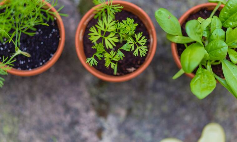 Τα καλύτερα αρωματικά φυτά για το μπαλκόνι σας την άνοιξη