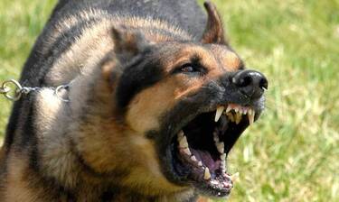 Λαμία: Σκύλος επιτέθηκε σε 35χρονη - Τη δάγκωσε και την έστειλε στα επείγοντα - Newsbomb.gr