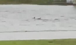 Απίστευτα βίντεο από τον κυκλώνα Ίαν: Καρχαρίας κολυμπούσε σε δρόμο της Φλόριντα - Newsbomb.gr